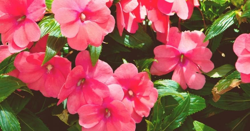 Imaculado &lsquo;traz&rsquo; Festa da Flor &agrave; Quinta do Po&ccedil;o