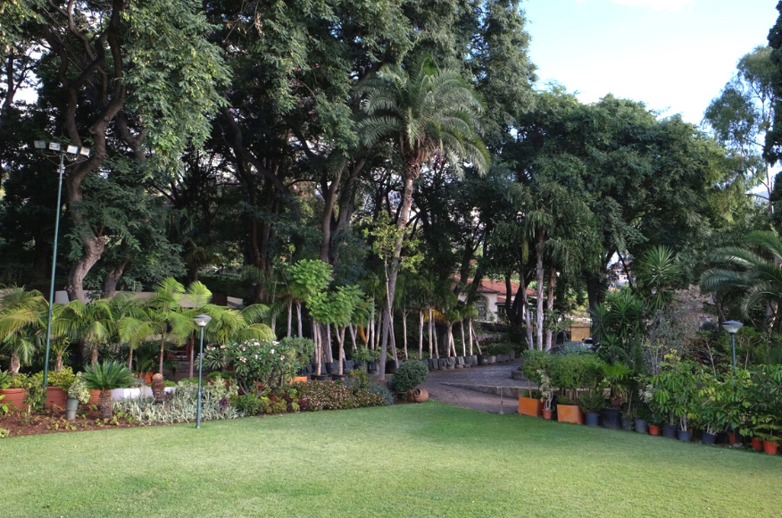 Imaculado quer inventariar e divulgar o seu patrim&oacute;nio arb&oacute;reo